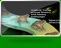 The Virtual Frog Dissection app is a great teaching tool for explaining all about the frog lifecycle.